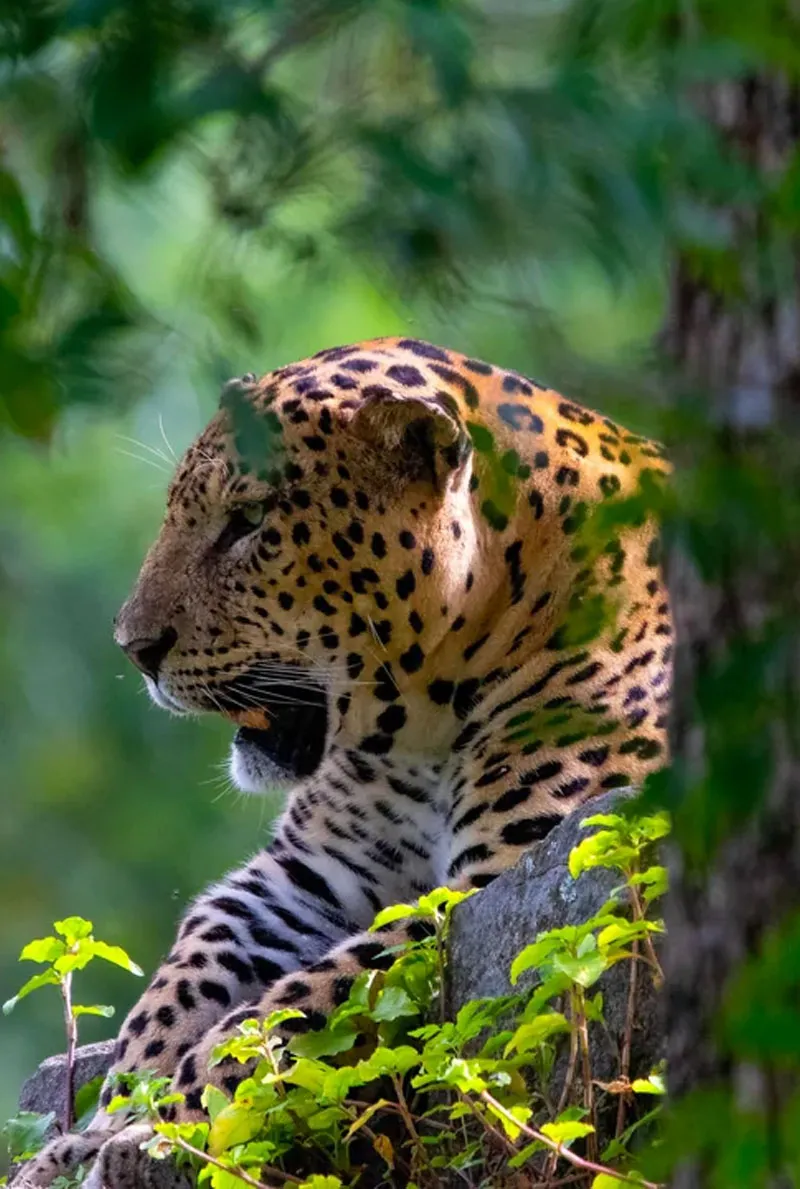 Nagarhole-Wild-life