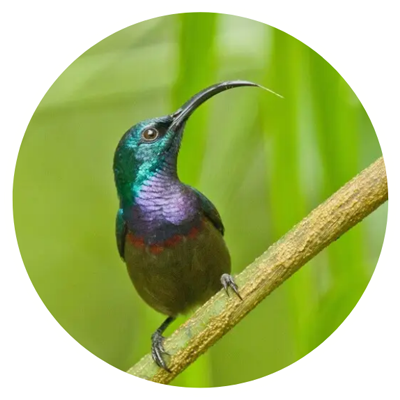 lotens-sunbird