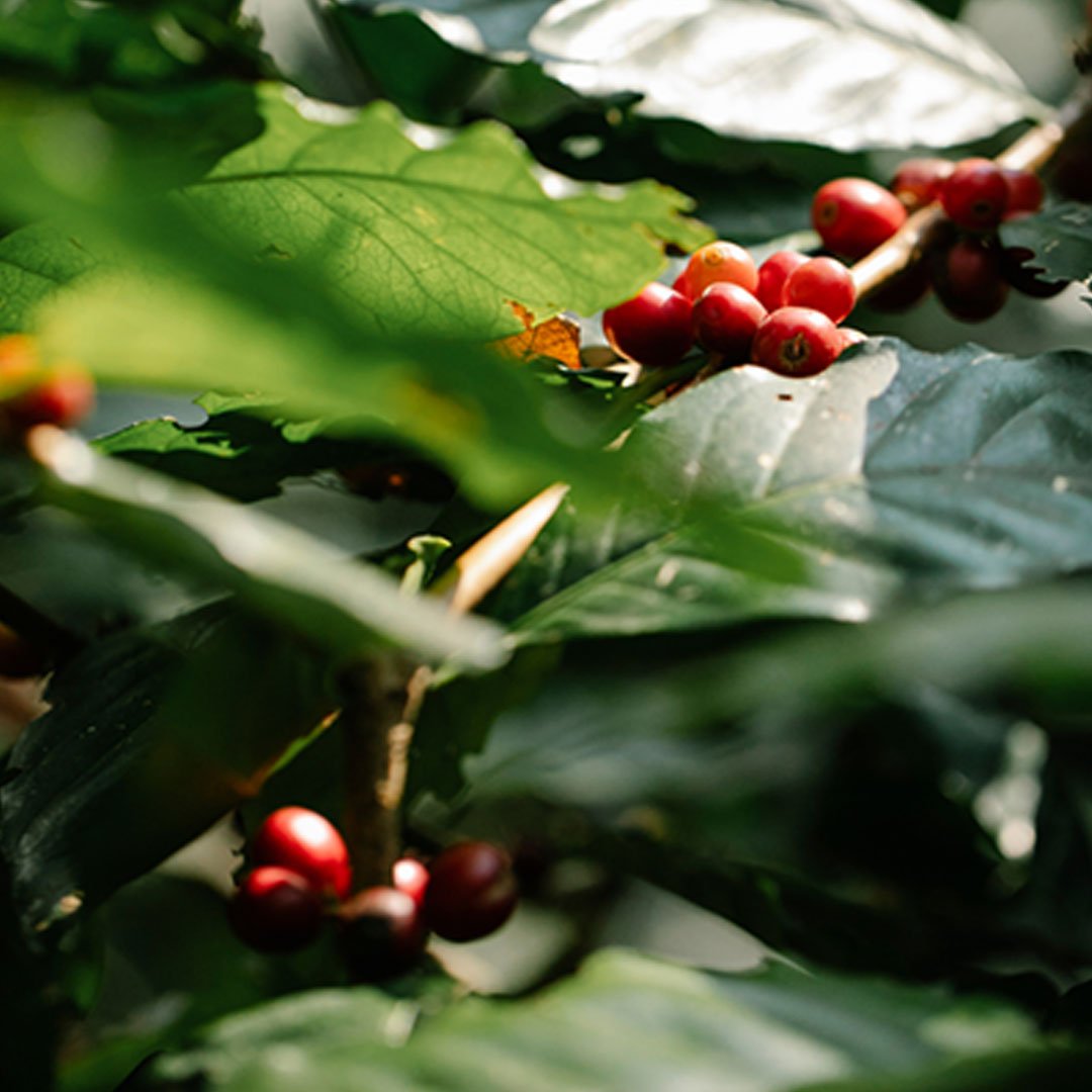 plantation-walk-gallery