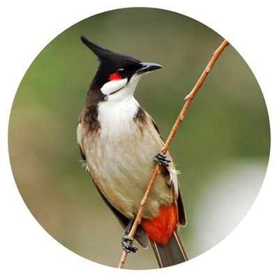 red-whiskered-bulbul