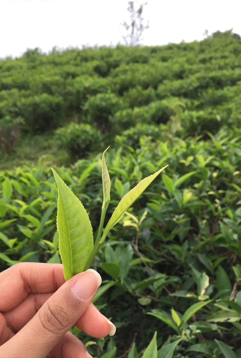 Tea-estate