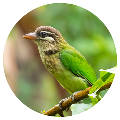 white-cheeked-barbet
