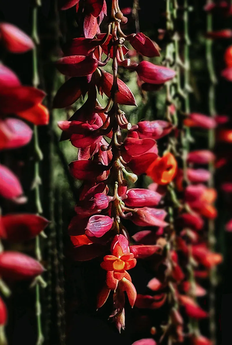 coorg-best-resort-gallery-pic-1