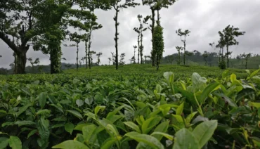 What Should I Know Before Visiting Coorg 370x212