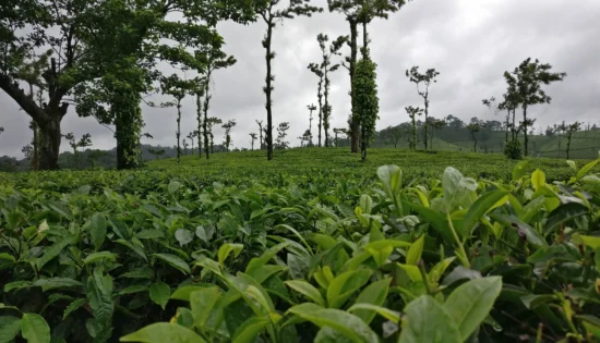 What Should I Know Before Visiting Coorg 550x315